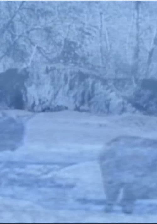 Dream of the Drowning Herds