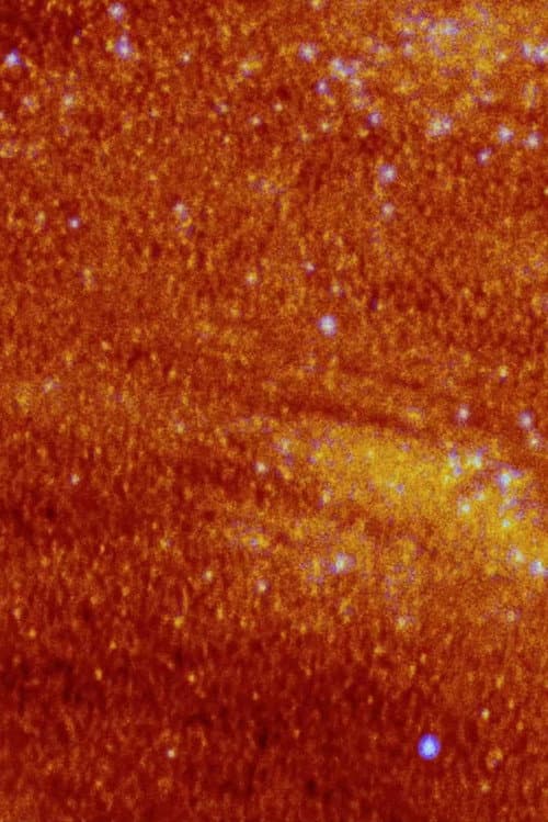 La plante dansante de désastres