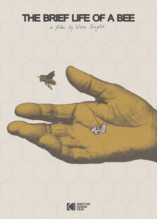 The brief life of a bee