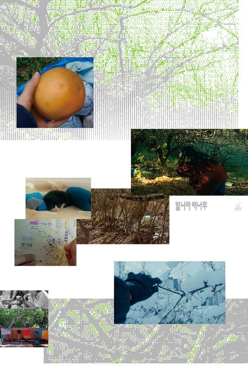 A Pear Tree In The Star Village