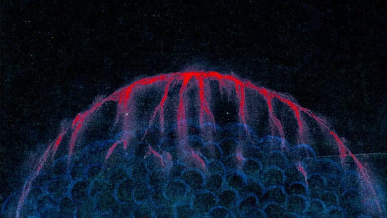 Plankton α