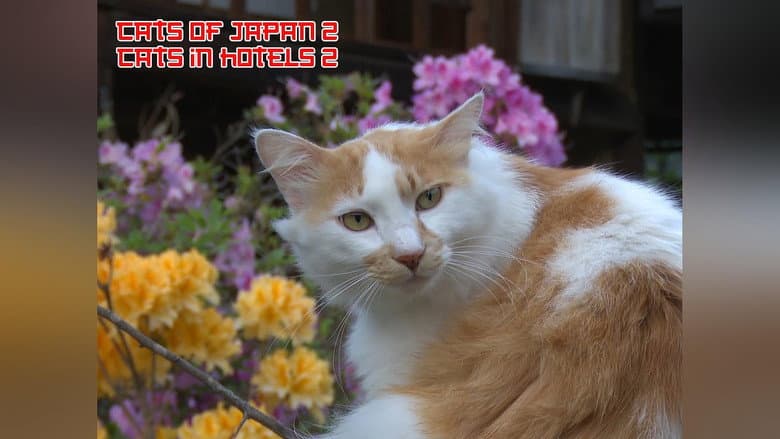 Cats of Japan
