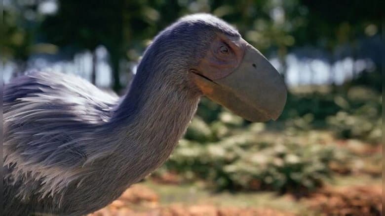 Dino Birds