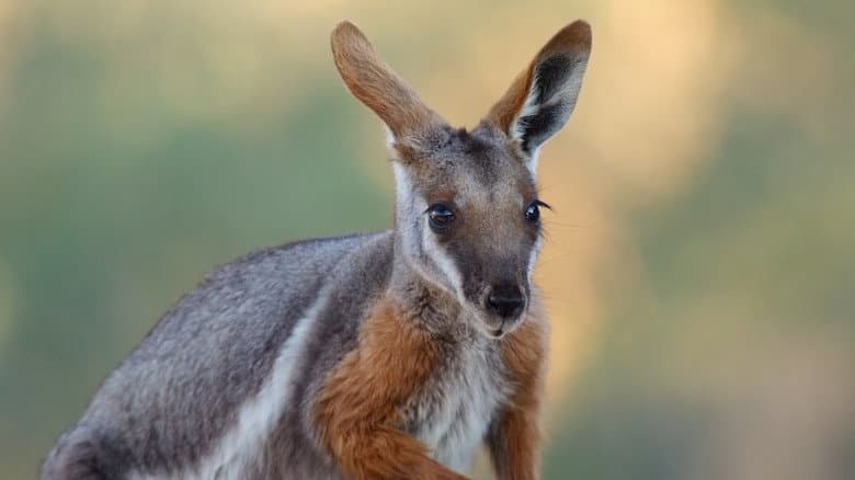 Australia: The Wild Continent