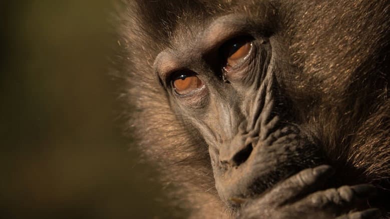 Monkey Wars