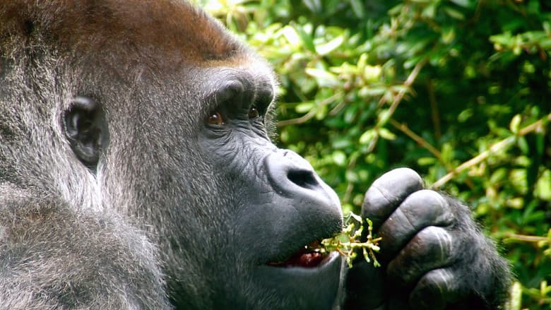 Living With Monkeys: Tales From the Treetops