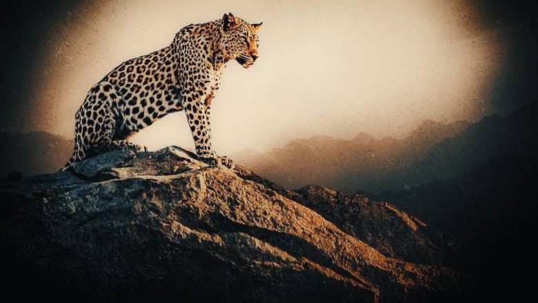 Jawai: India's Leopard Hills