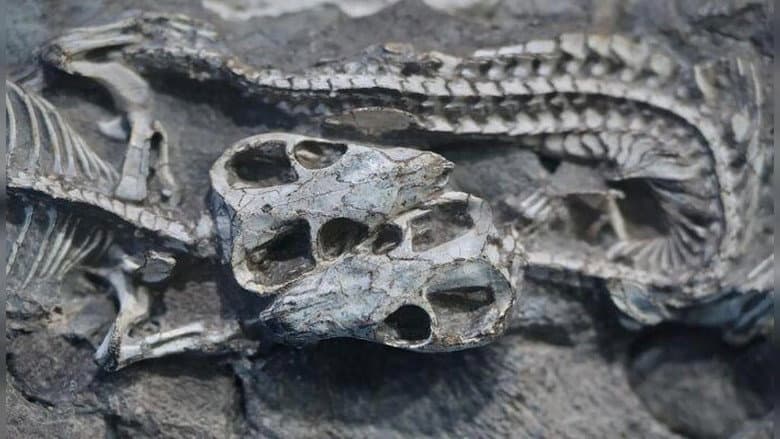 The Origins of Mammals
