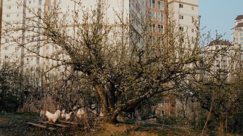 A Pear Tree In The Star Village
