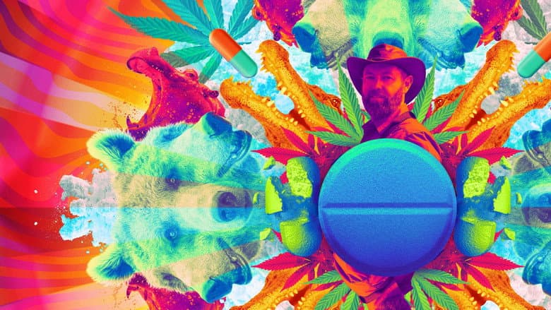 Animals on Drugs